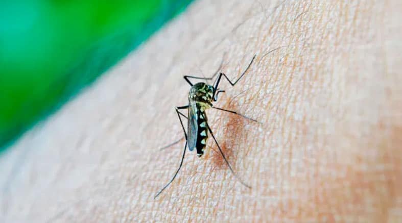 Repelente casero para mosquitos 1 Repelente