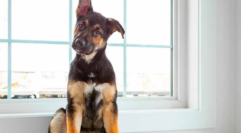 Los animales predicen desastres naturales 1 Predicen