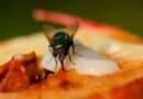 mosca