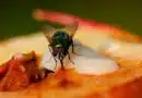 mosca