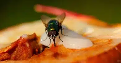 Si una mosca cae en tu comida, ¿Deberías tirarla? mosca