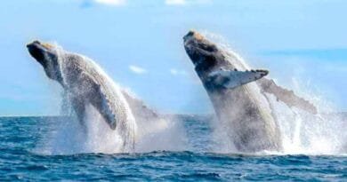 Los mejores avistamientos en Baja California