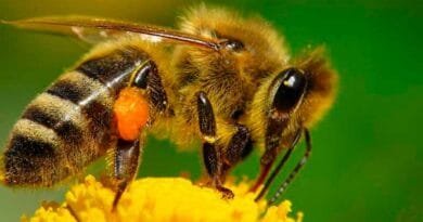 Abejas ¿Sabes cómo podemos ayudar a salvarlas? Abejas