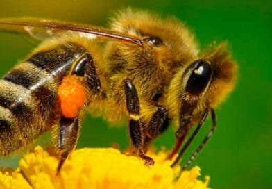 Abejas