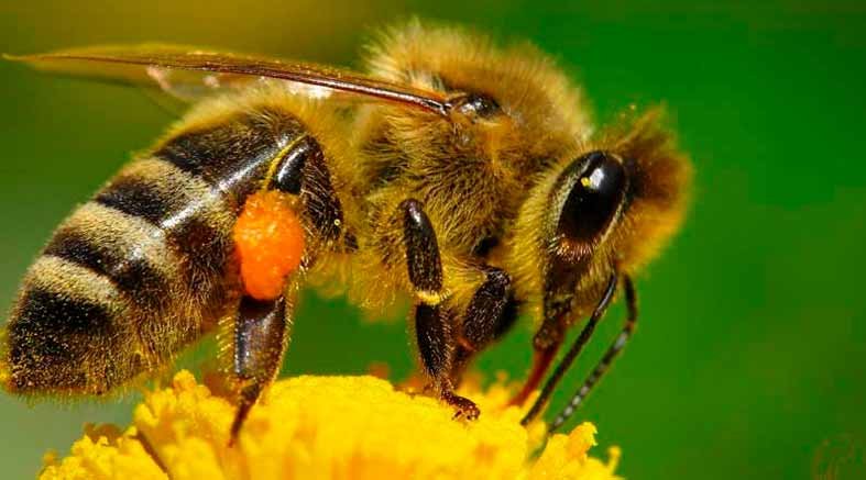 Abejas ¿Sabes cómo podemos ayudar a salvarlas? 1 Abejas