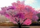 El increíble árbol Frankenstein, produce 40 frutas distintas