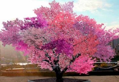 El increíble árbol Frankenstein, produce 40 frutas distintas