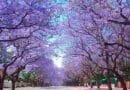 Jacarandas
