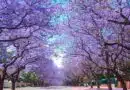 Jacarandas