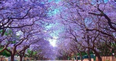 Jacarandas