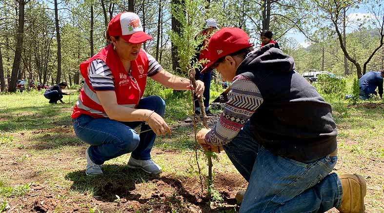 reforestando