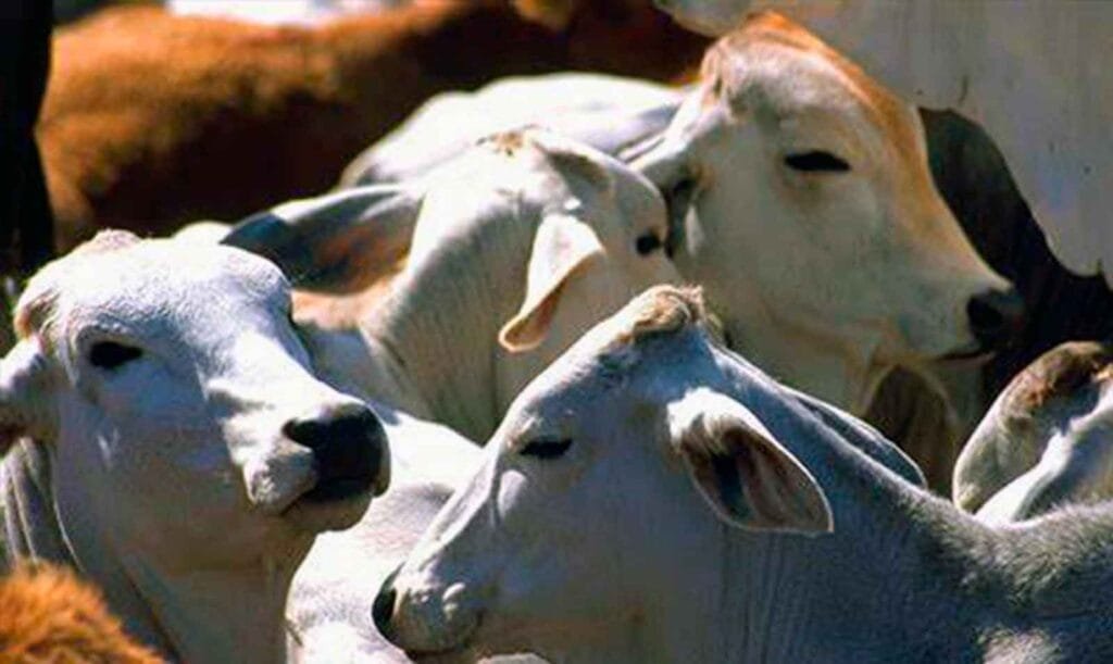 Sader determina causa del deceso de animales en Hidalgo 1 Sader
