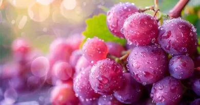 Flavonoides, el compuesto que protege al cerebro de la demencia Flavonoides