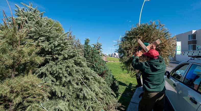 El Marqués anuncia campaña de recolección de árboles de navidad 2025 1 El Marqués