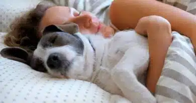 Beneficios y riesgos de dormir con tu mascota Beneficios