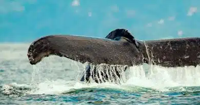 El destino perfecto para el avistamiento de ballenas en 2026 El destino