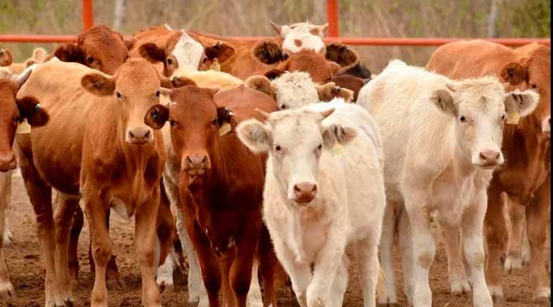 EUA suspende importación de ganado de México 1 EUA