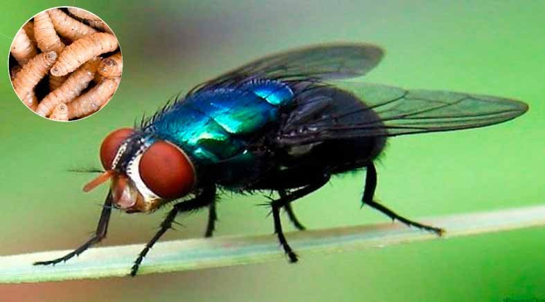 México reporta segundo caso de miasis por gusano barrenador 1 México