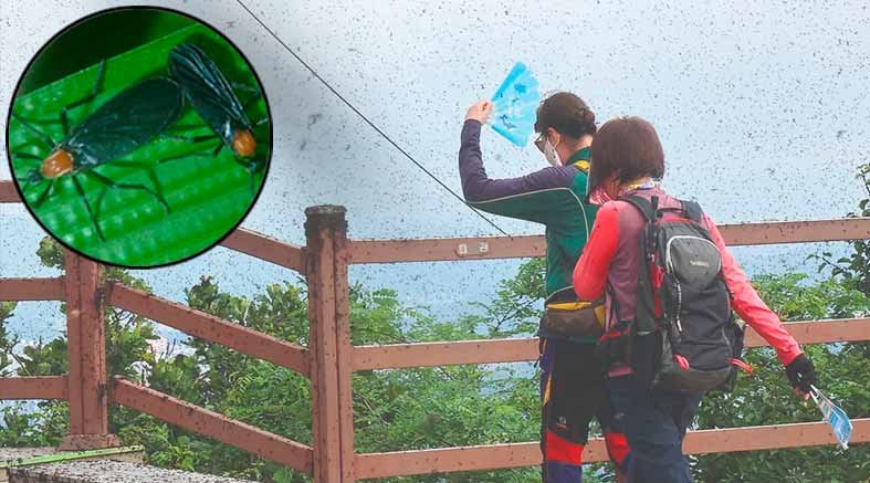 "Bichos del amor" invaden Seúl 1 Bichos del amor