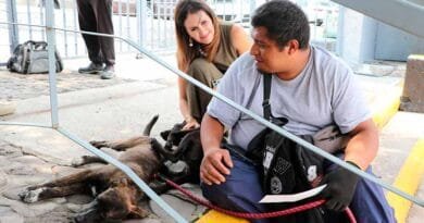 Jóvenes del DIF Municipal entrenarán a perros rescatados 4 Jóvenes