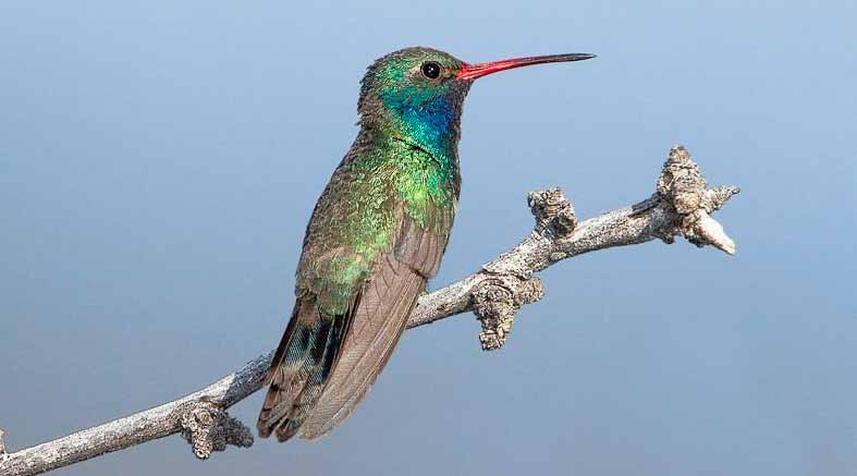 El colibrí, una de las aves más fascinantes 1 Colibrí