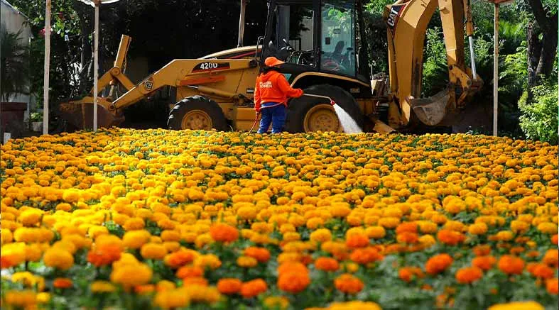 Municipio de Querétaro colocará más de 30 mil flores de cempasúchil 1 Municipio de
