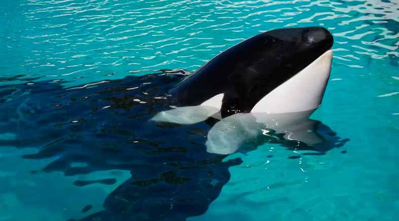 La dolorosa muerte de Kshamenk 1 Kshamenk