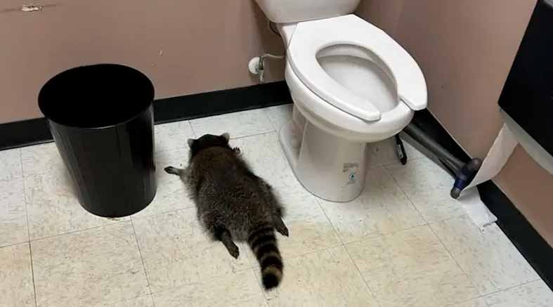 Mapache se emborracha con whisky escocés 1 whisky