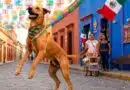 perro Caramelo