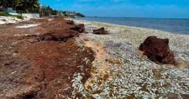 Miles de peces llegan muertos a la Bahía de Petempich en Quintana Roo Miles