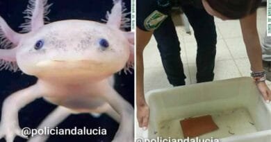 Recuperan en Granada 29 ajolotes mexicanos, vendidos de manera ilegal Recuperan
