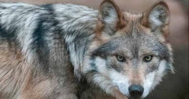 Trump impulsa la eliminación de protecciones al lobo gris mexicano Trump