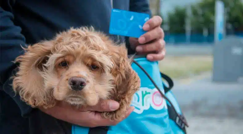 AMEQ entrega más de 300 tarjetas Qrobus Petfriendly 1 AMEQ