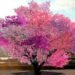 El increíble árbol Frankenstein, produce 40 frutas distintas