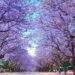 Jacarandas