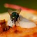 mosca